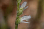 Texas lady's tresses